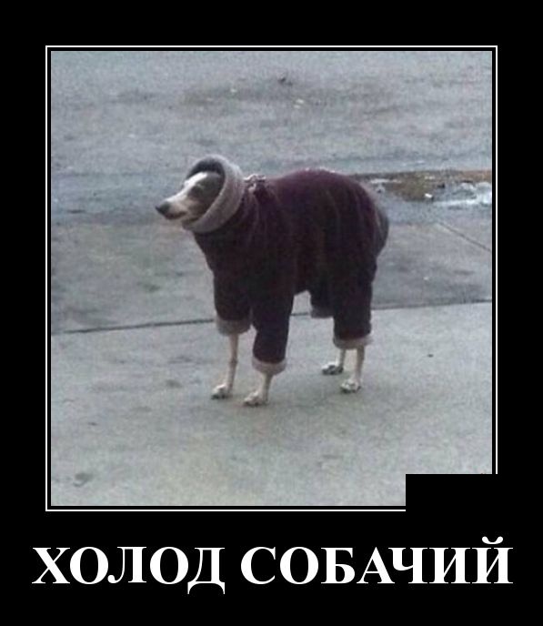Демотиваторы