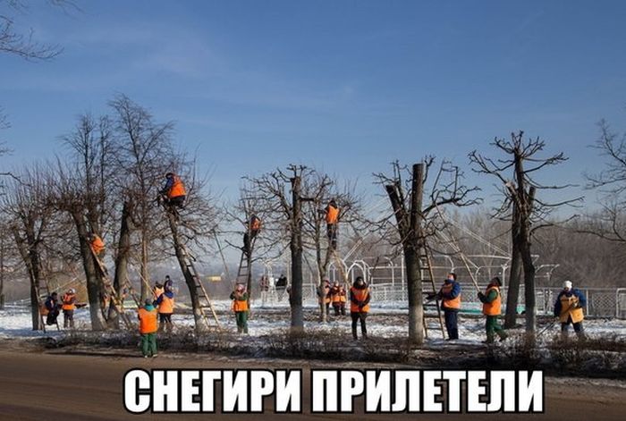 Порция картинок