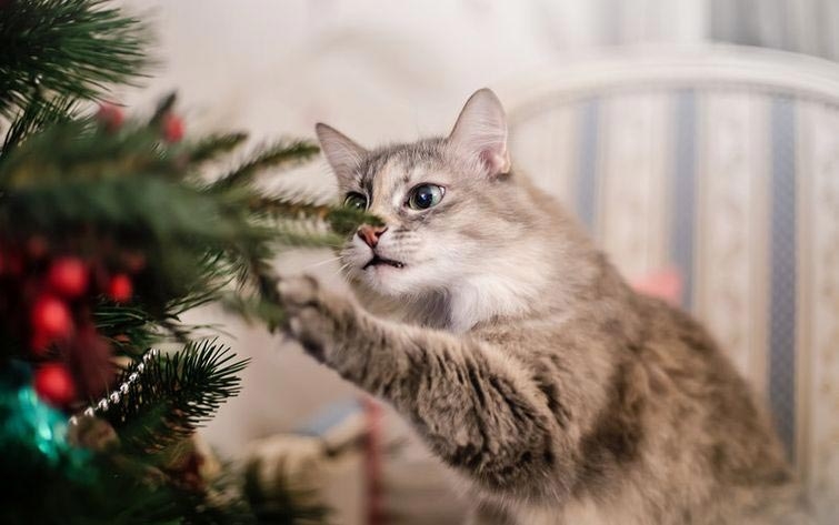 Коты против Рождества или почему новогодние праздники являются любимым временем кошачьих