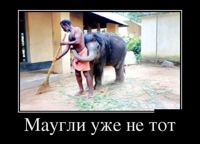 Демотиваторы