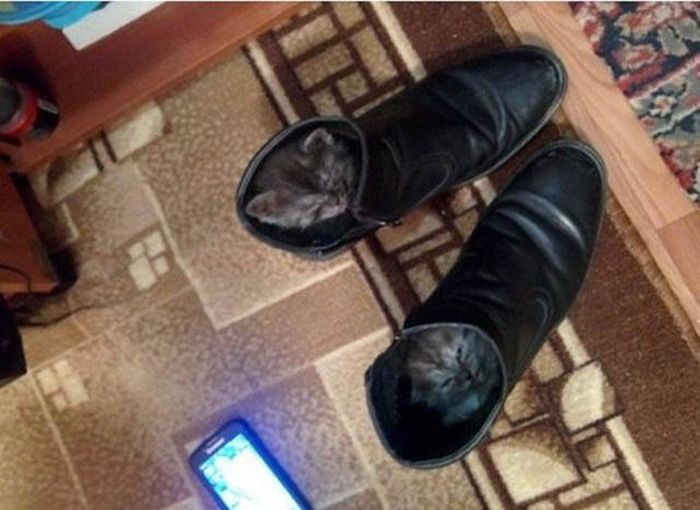 Прикольные картинки