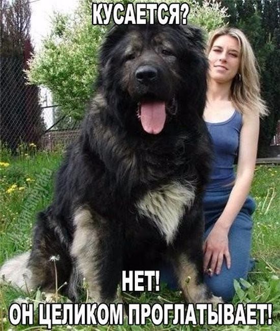 Прикольные картинки