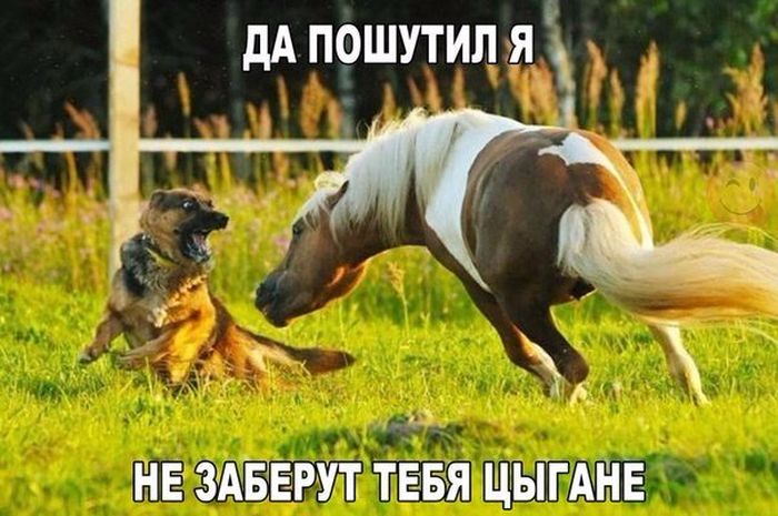 Прикольные картинки