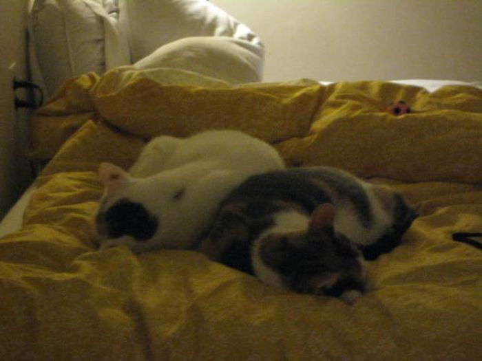 Кошки, которые делают все в унисон