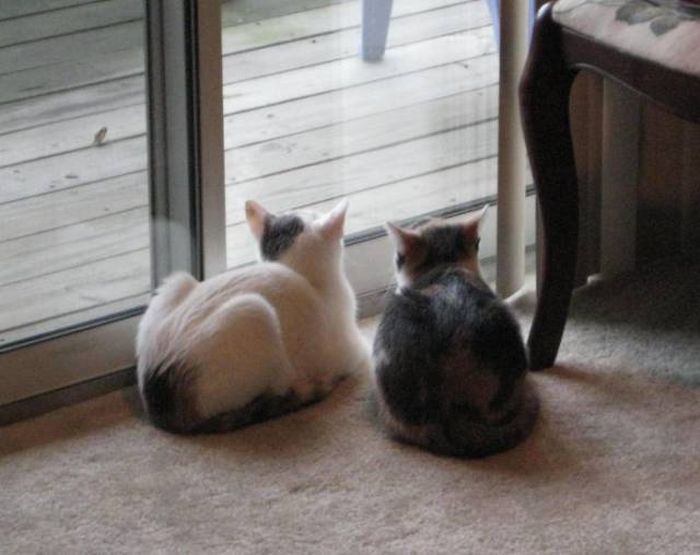Кошки, которые делают все в унисон