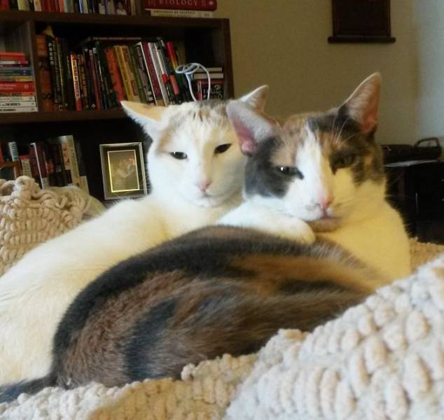 Кошки, которые делают все в унисон