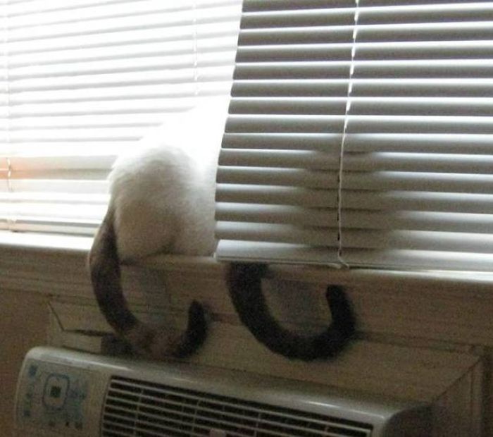 Кошки, которые делают все в унисон