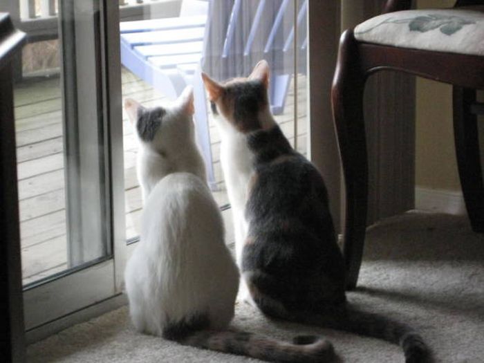 Кошки, которые делают все в унисон