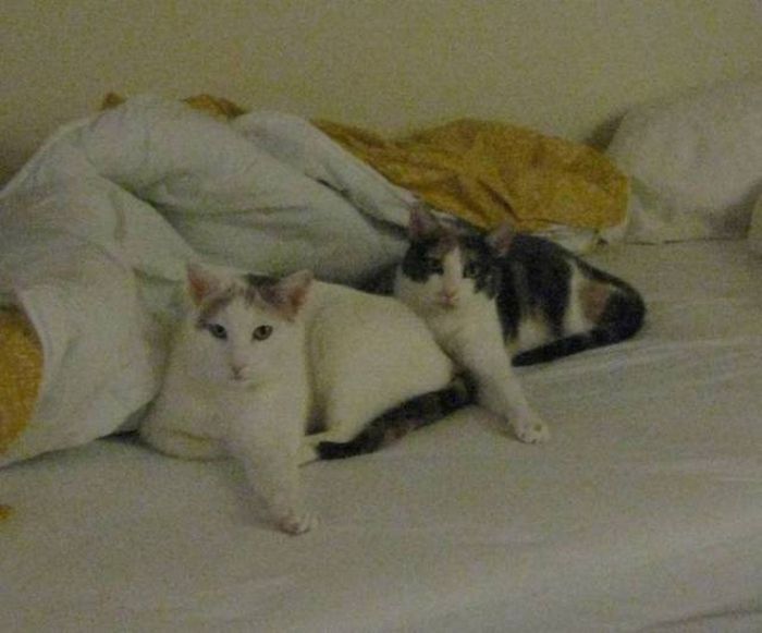 Кошки, которые делают все в унисон
