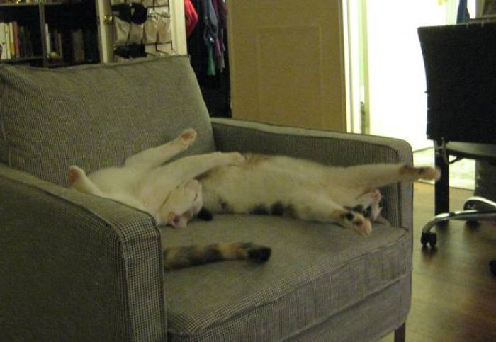 Кошки, которые делают все в унисон