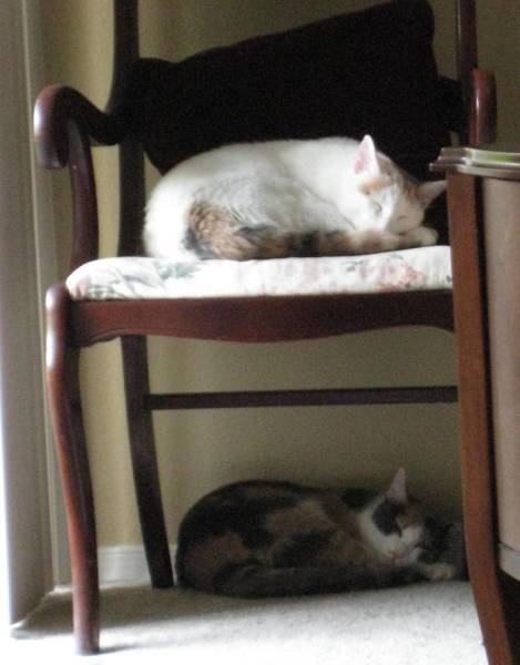 Кошки, которые делают все в унисон