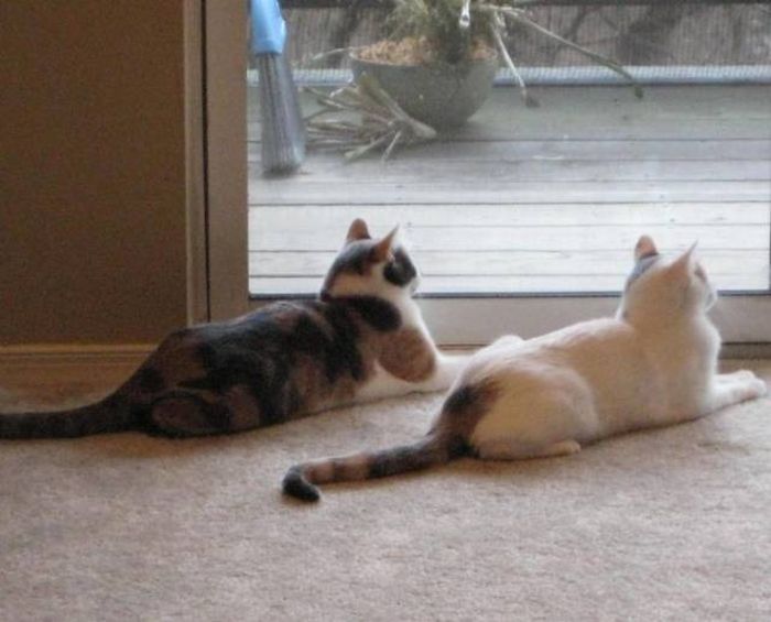 Кошки, которые делают все в унисон