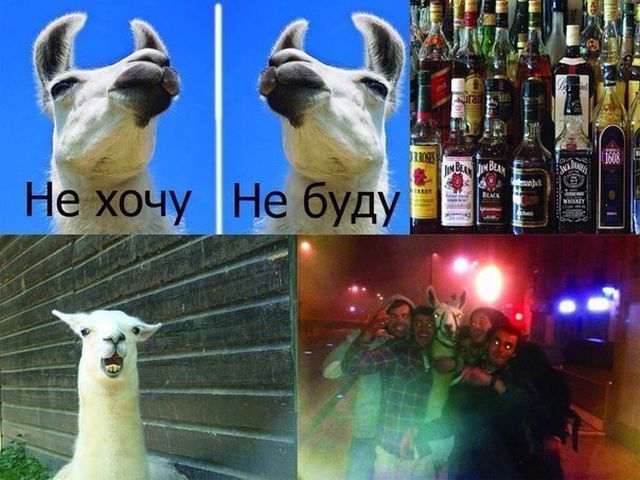 Пьяный юмор