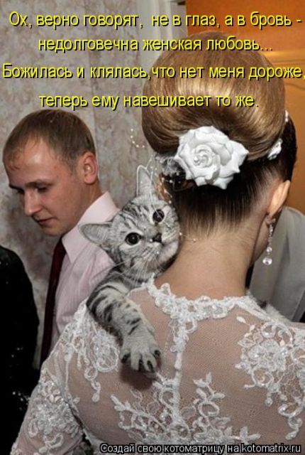 Лучшие котоматрицы недели