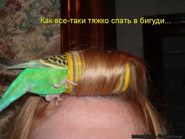 Лучшие котоматрицы недели