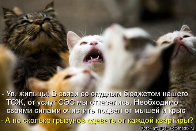 Лучшие котоматрицы недели