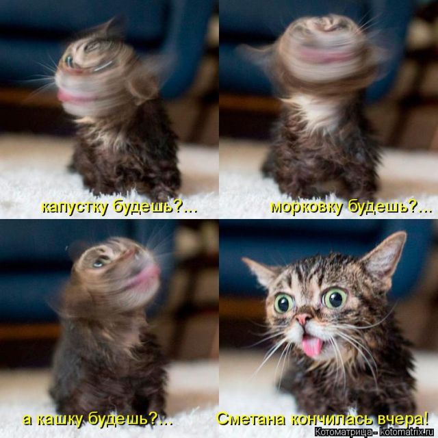 Лучшие котоматрицы недели