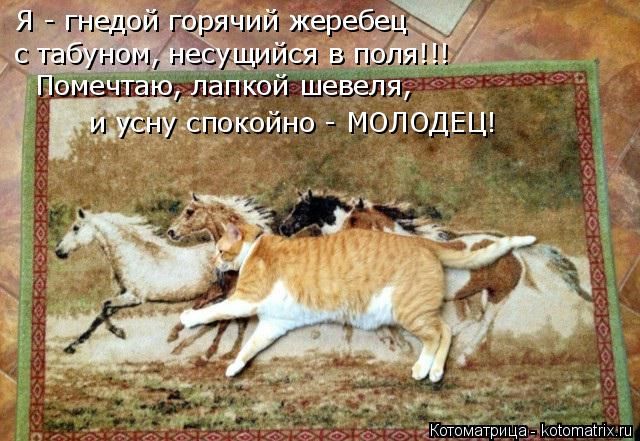 Лучшие котоматрицы недели