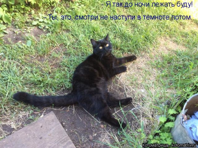 Лучшие котоматрицы недели