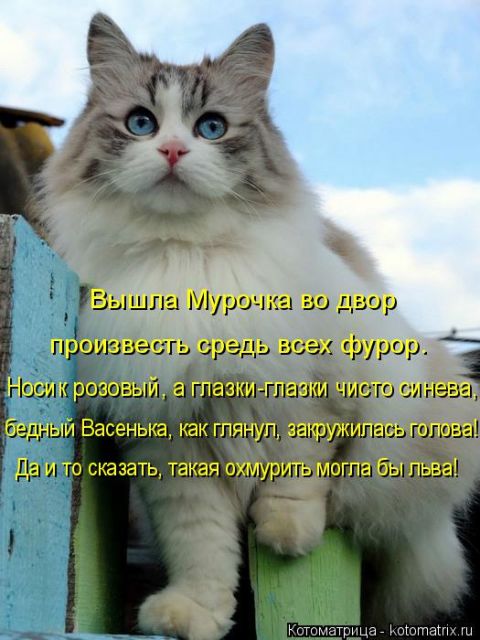 Лучшие котоматрицы недели