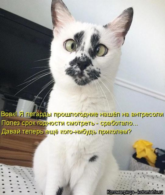 Лучшие котоматрицы недели