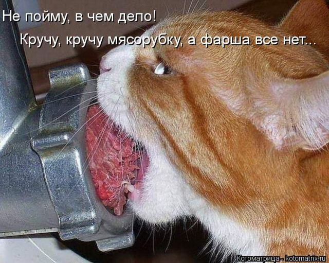 Лучшие котоматрицы недели