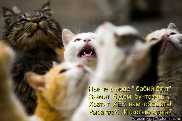 Лучшие котоматрицы недели