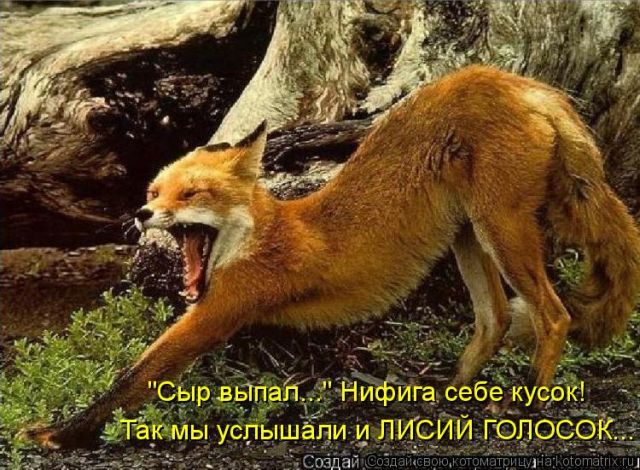 Лучшие котоматрицы недели