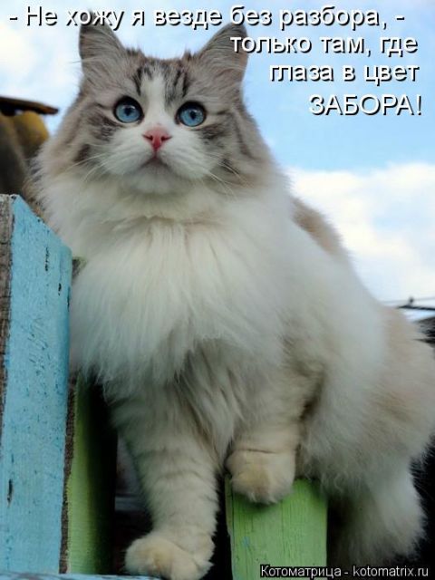 Лучшие котоматрицы недели
