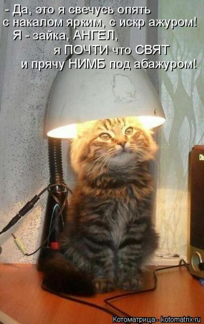 Лучшие котоматрицы недели