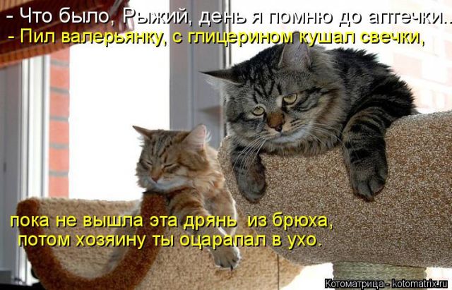 Лучшие котоматрицы недели