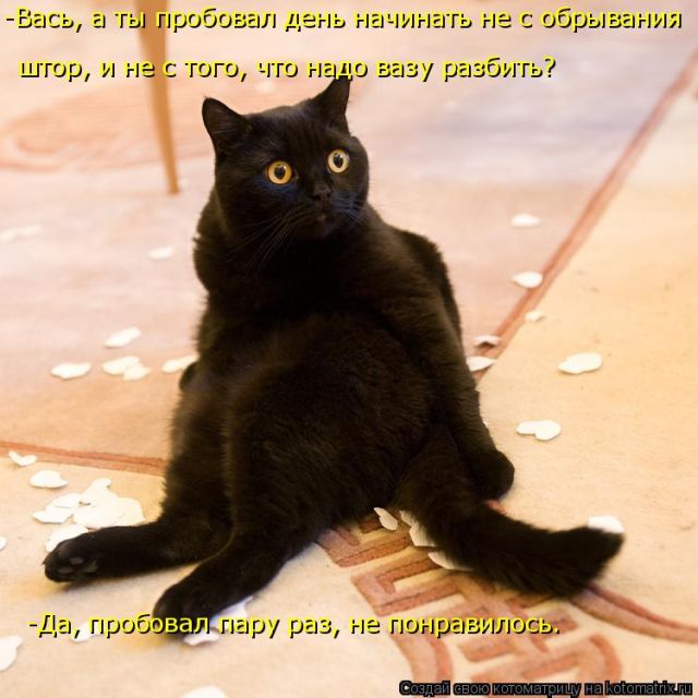 Лучшие котоматрицы недели