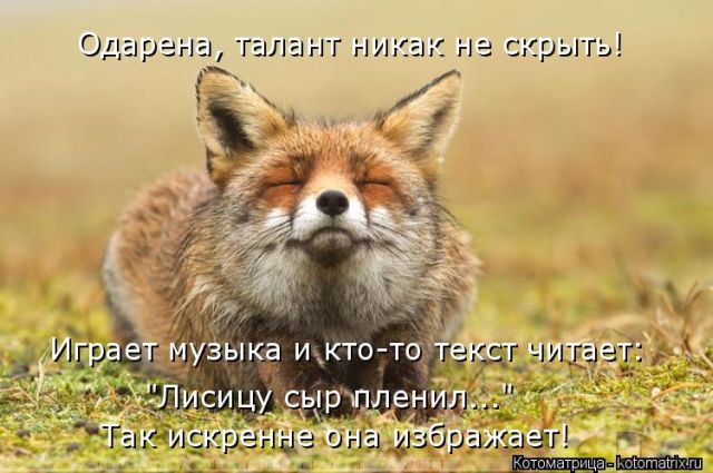 Лучшие котоматрицы недели