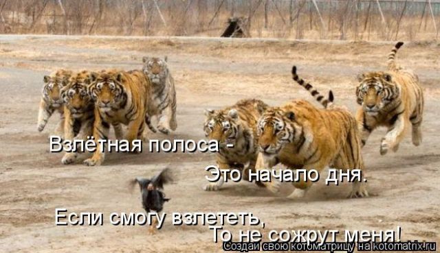 Лучшие котоматрицы недели