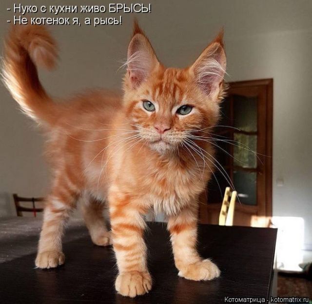 Лучшие котоматрицы недели