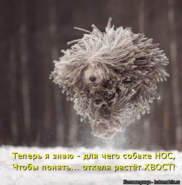 Лучшие котоматрицы недели