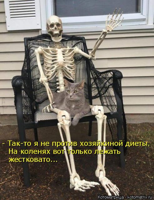 Лучшие котоматрицы недели