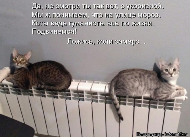 Лучшие котоматрицы недели
