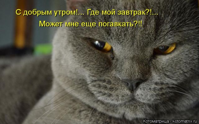 Лучшие котоматрицы недели