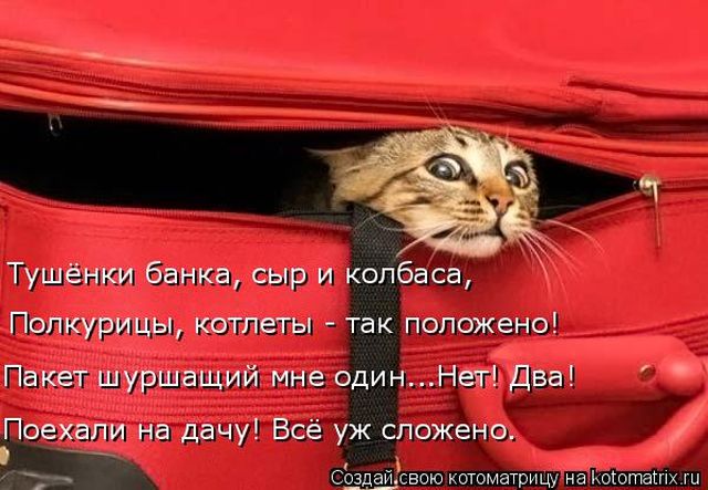 Лучшие котоматрицы недели
