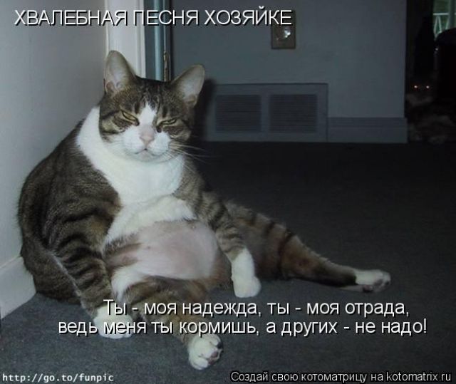 Лучшие котоматрицы недели