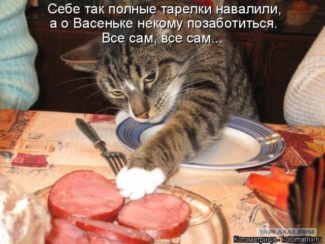 Лучшие котоматрицы недели