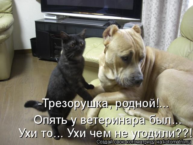 Лучшие котоматрицы недели