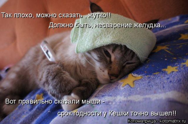 Лучшие котоматрицы недели