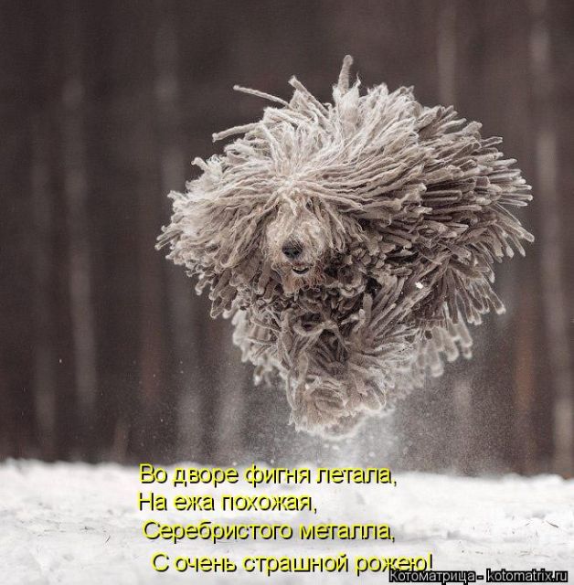 Лучшие котоматрицы недели