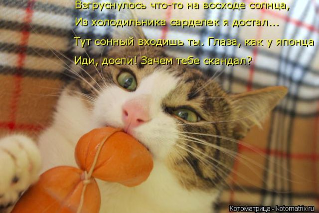 Лучшие котоматрицы недели