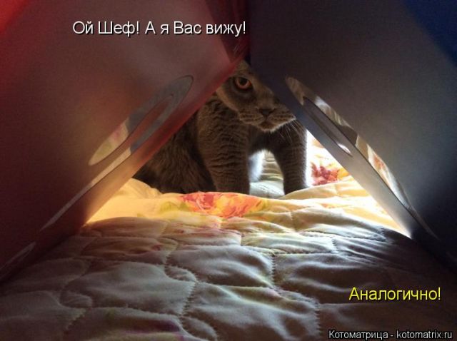 Лучшие котоматрицы недели