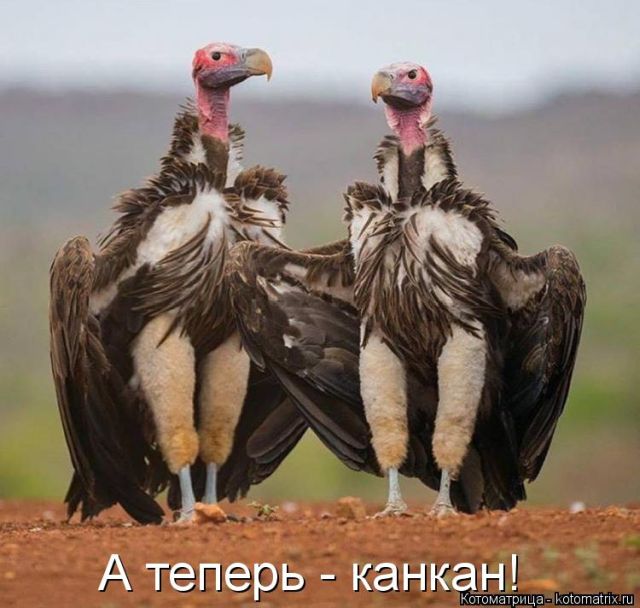 Лучшие котоматрицы недели
