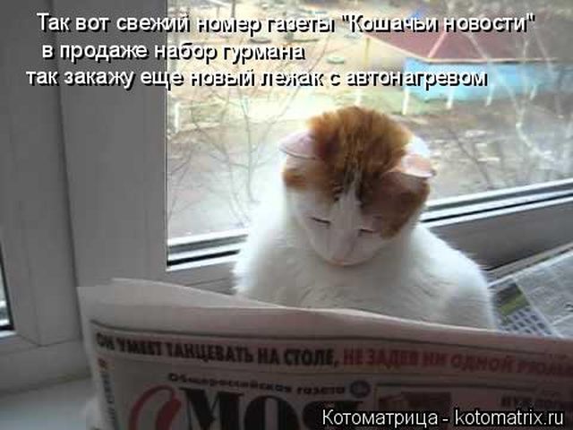 Лучшие котоматрицы недели