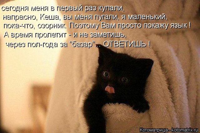 Лучшие котоматрицы недели